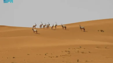 عروق بني معارض