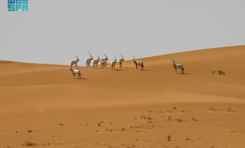 عروق بني معارض