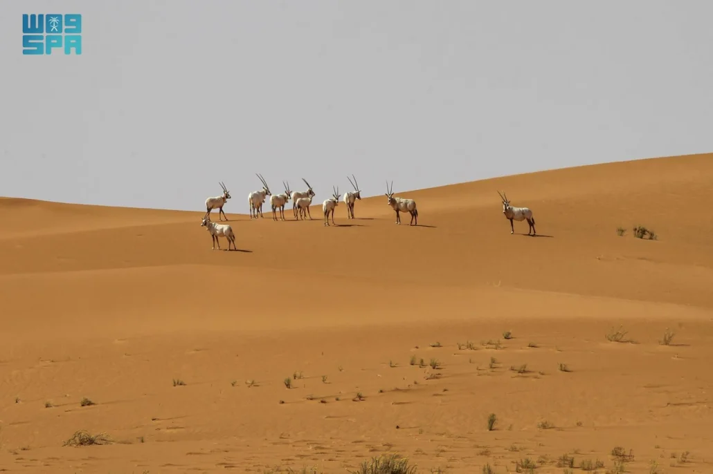 عروق بني معارض