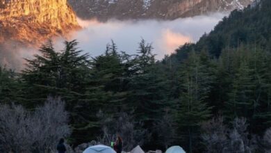 غابة أرز حدث الجبة