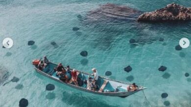 سقطرى اليمنية