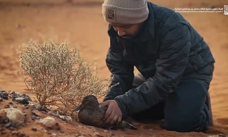 إنقاذ بطة مهاجرة