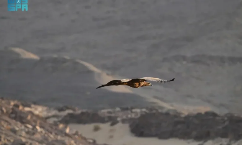 النسر أبيض الذيل أحد الطيور المهاجرة