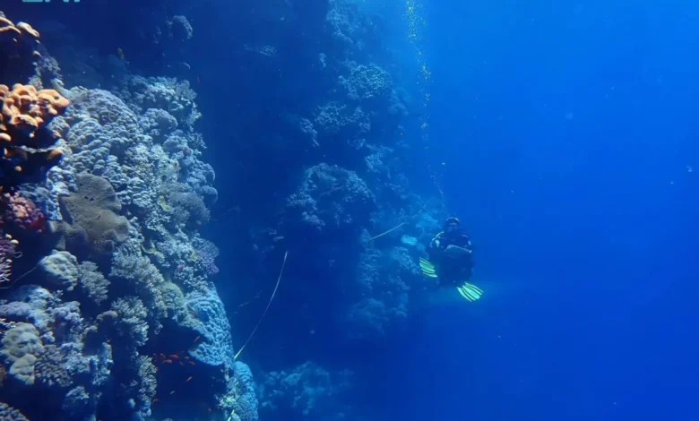 البحر الأحمر