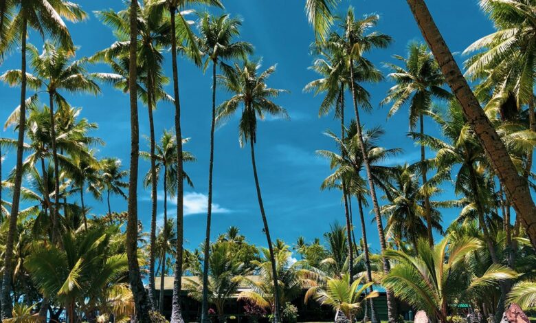 ميكرونيزيا وجهة جاذبة لعشاق الطبيعة