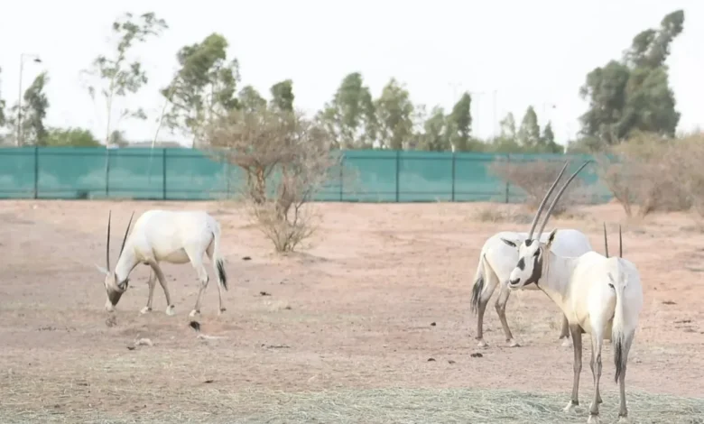 المها العربي