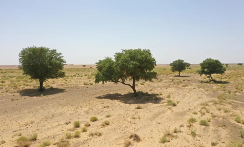 محمية الملك سلمان