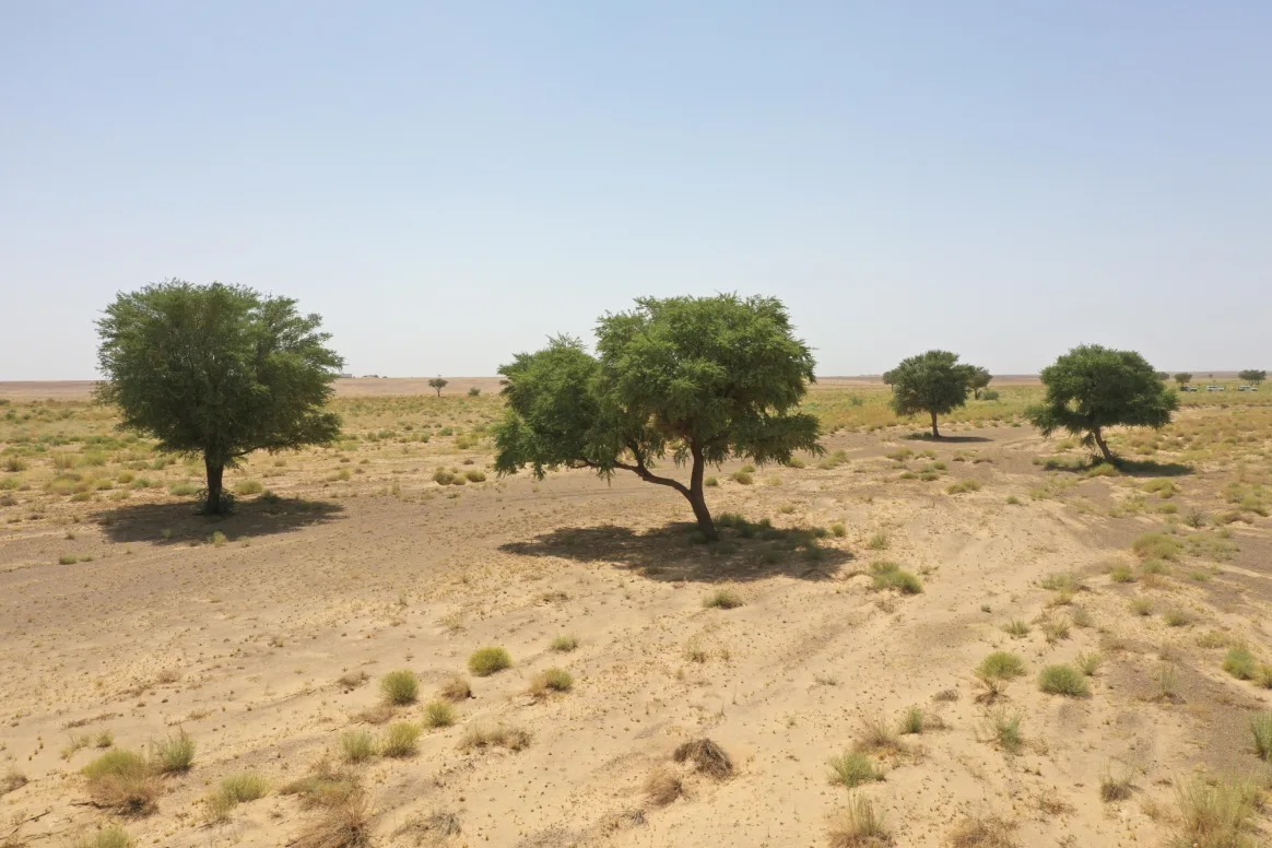 محمية الملك سلمان