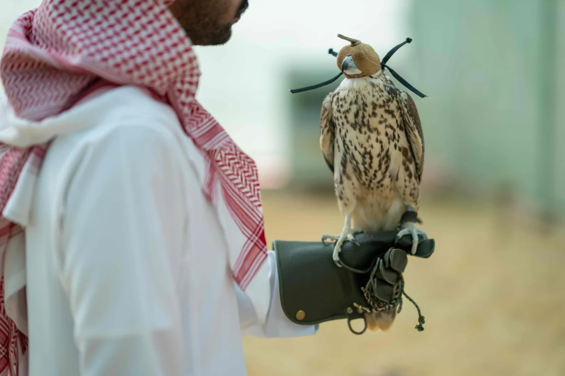 الصقور