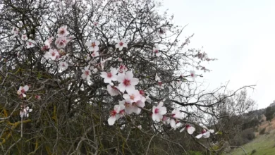 مرتفعات عسير