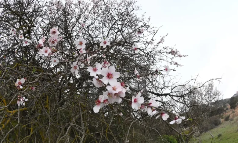 مرتفعات عسير