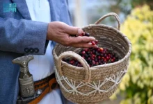 مزارع البُن في جبال منطقة جازان