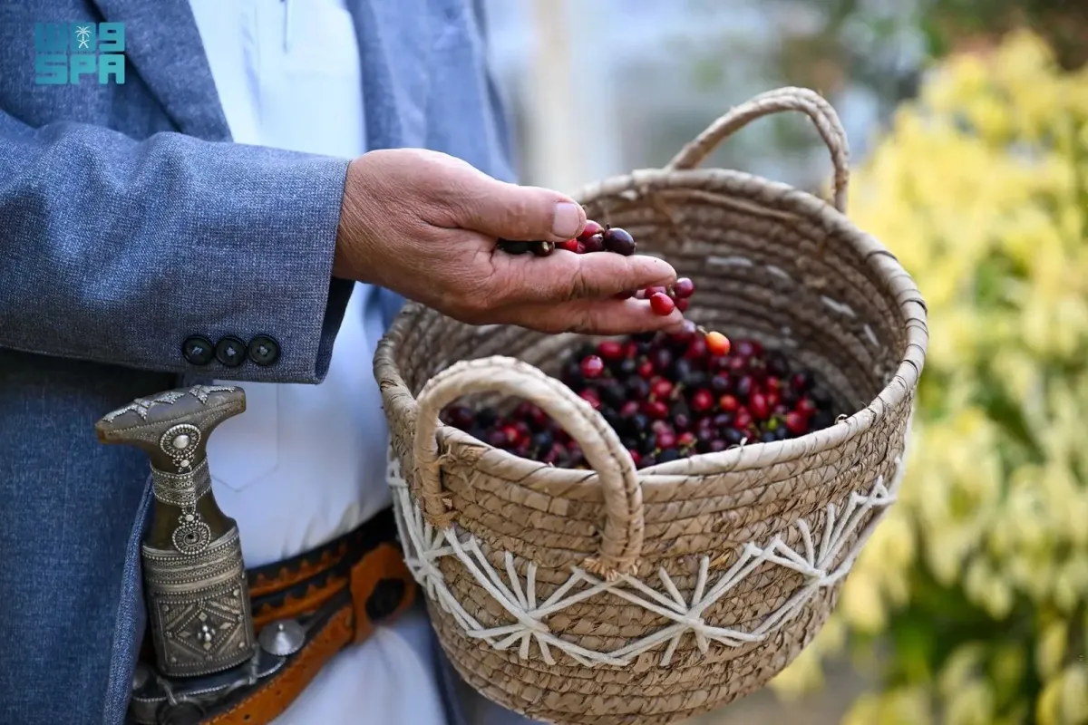مزارع البُن في جبال منطقة جازان
