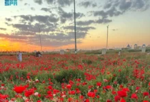 متنزّه ربيع الصداوي