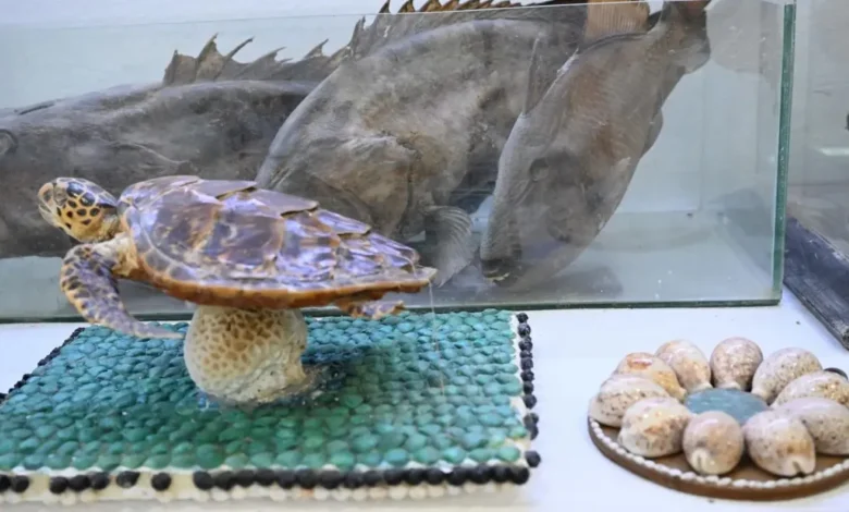 متحف فرسان البحري