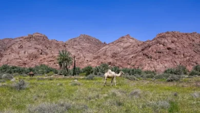 جمال الطبيعة في حائل