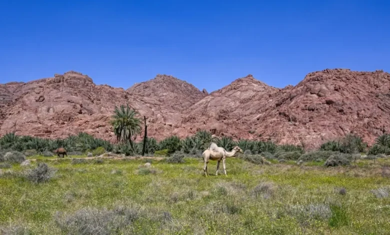 جمال الطبيعة في حائل