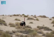 الحياة البرية في الحِجر بالعُلا