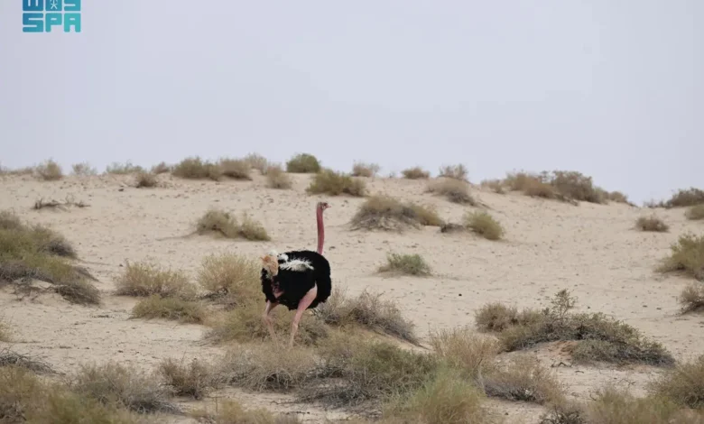 الحياة البرية في الحِجر بالعُلا