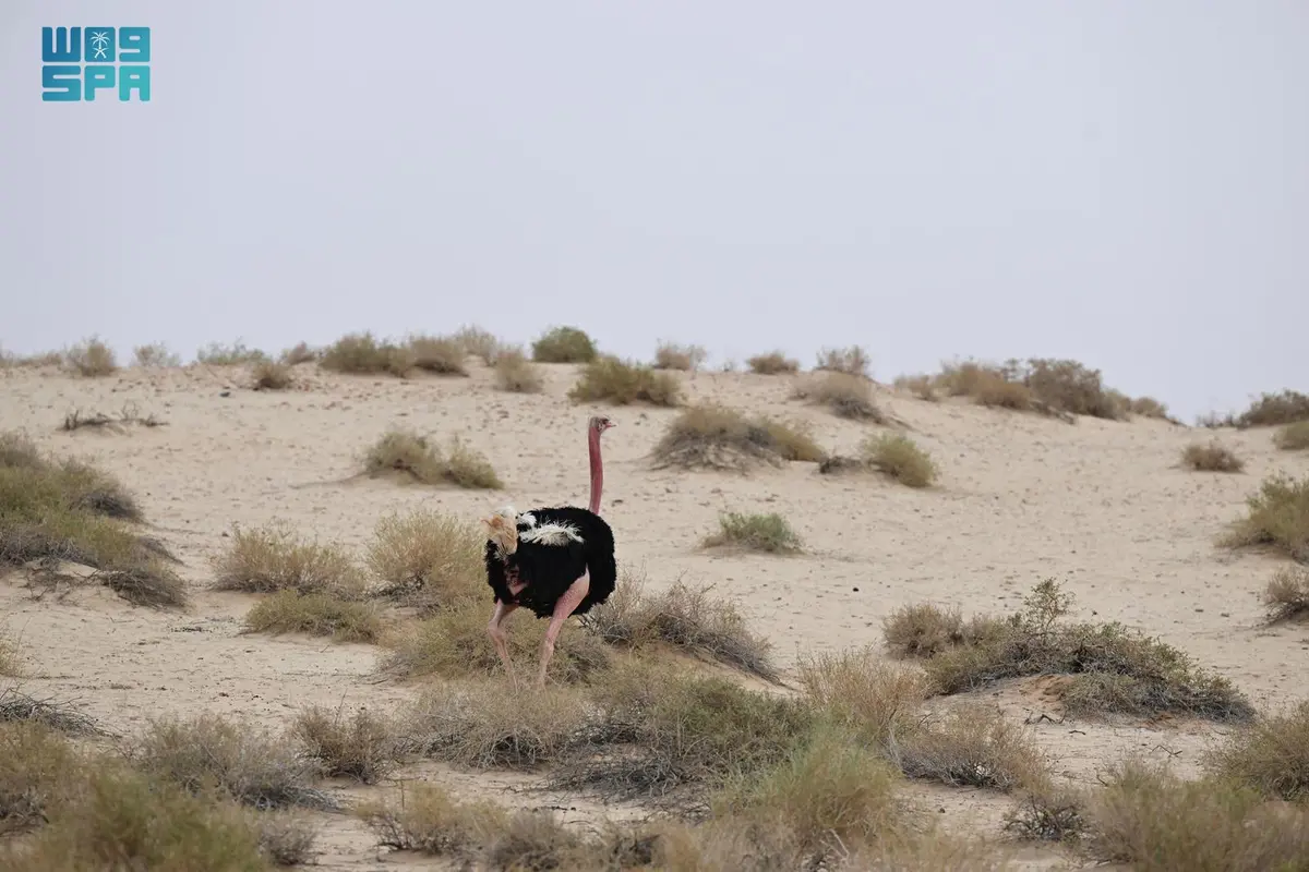 الحياة البرية في الحِجر بالعُلا